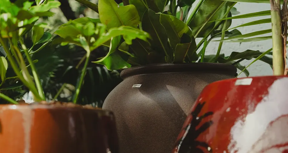 Paisagismo & Floricultura | ALAMANDA