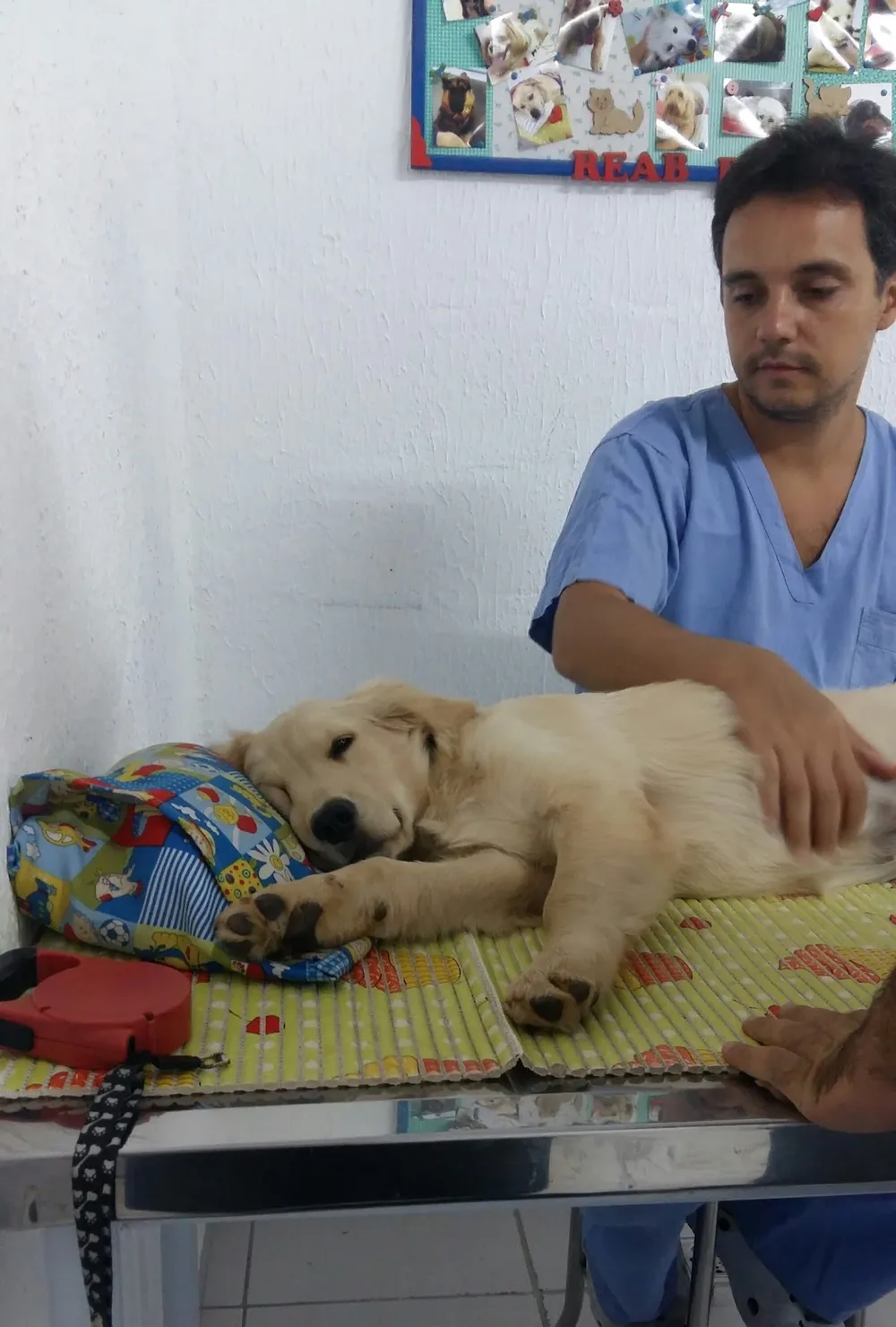 Reabbichos Fisioterapia & Reabilitação Animal